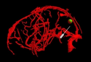 Experiment sample view