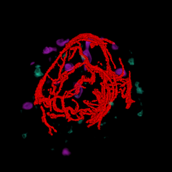 blood vessels + fMRI + PET